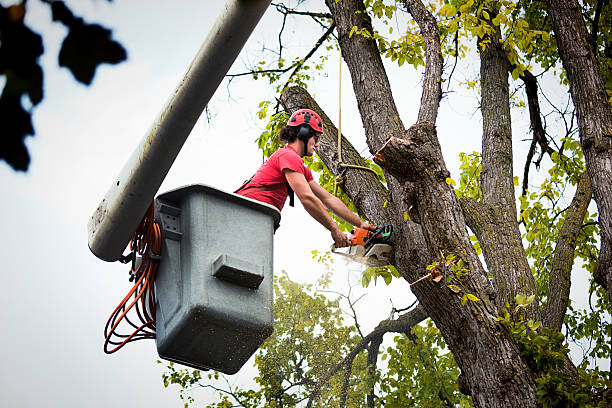 Professional Tree Removal and Landscaping Services in Bement, IL